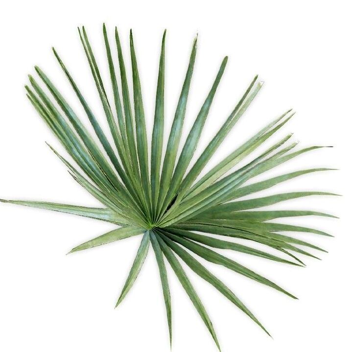 revitaPROST contains palm sabal